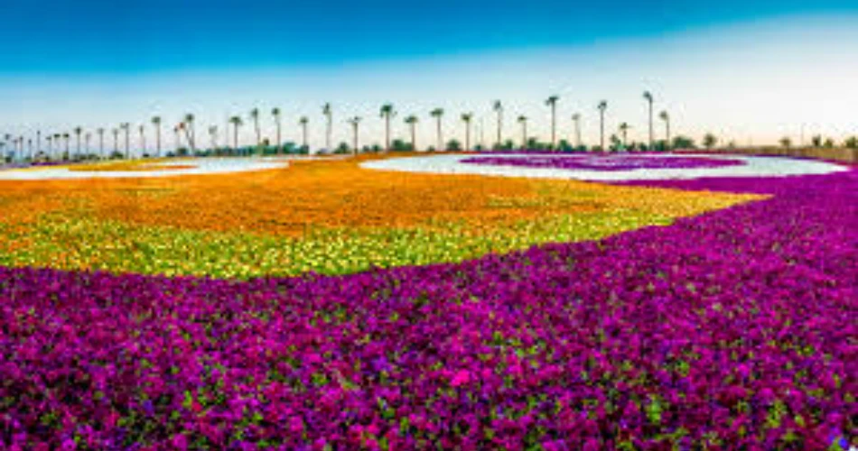 Best 9 Places to Visit In & Near Tabuk